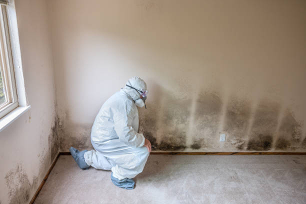 Best Black Mold Removal  in Chester, IL
